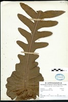 藏品(崖薑蕨)的圖片